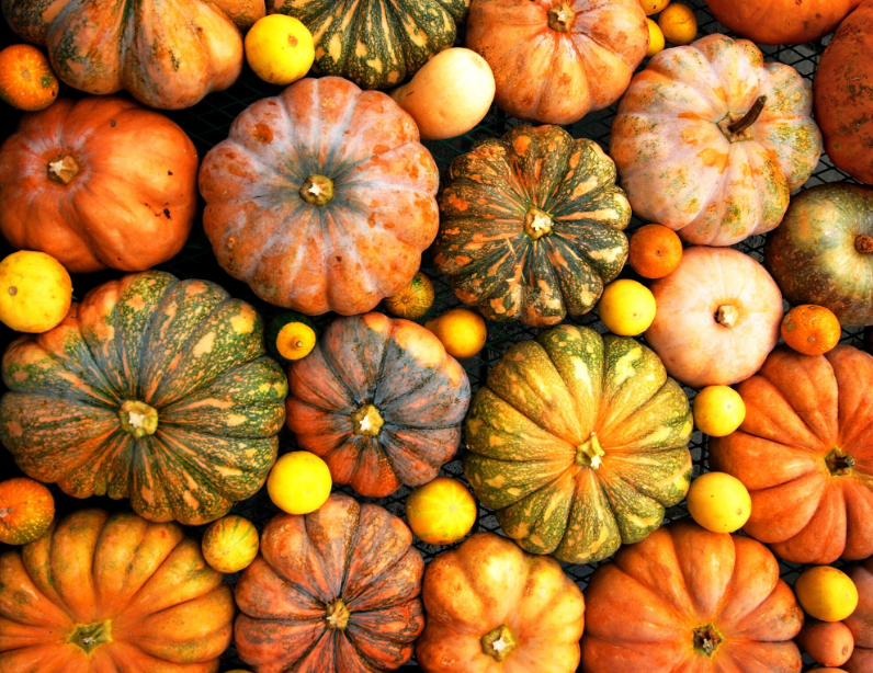 How to Cook Squash | The Fresh Times