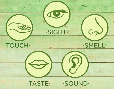 Taste-Training-Picky Eaters-HelloFresh-Kids-Rainbow-Senses-Sight-Touch-Taste-Sound-Smell