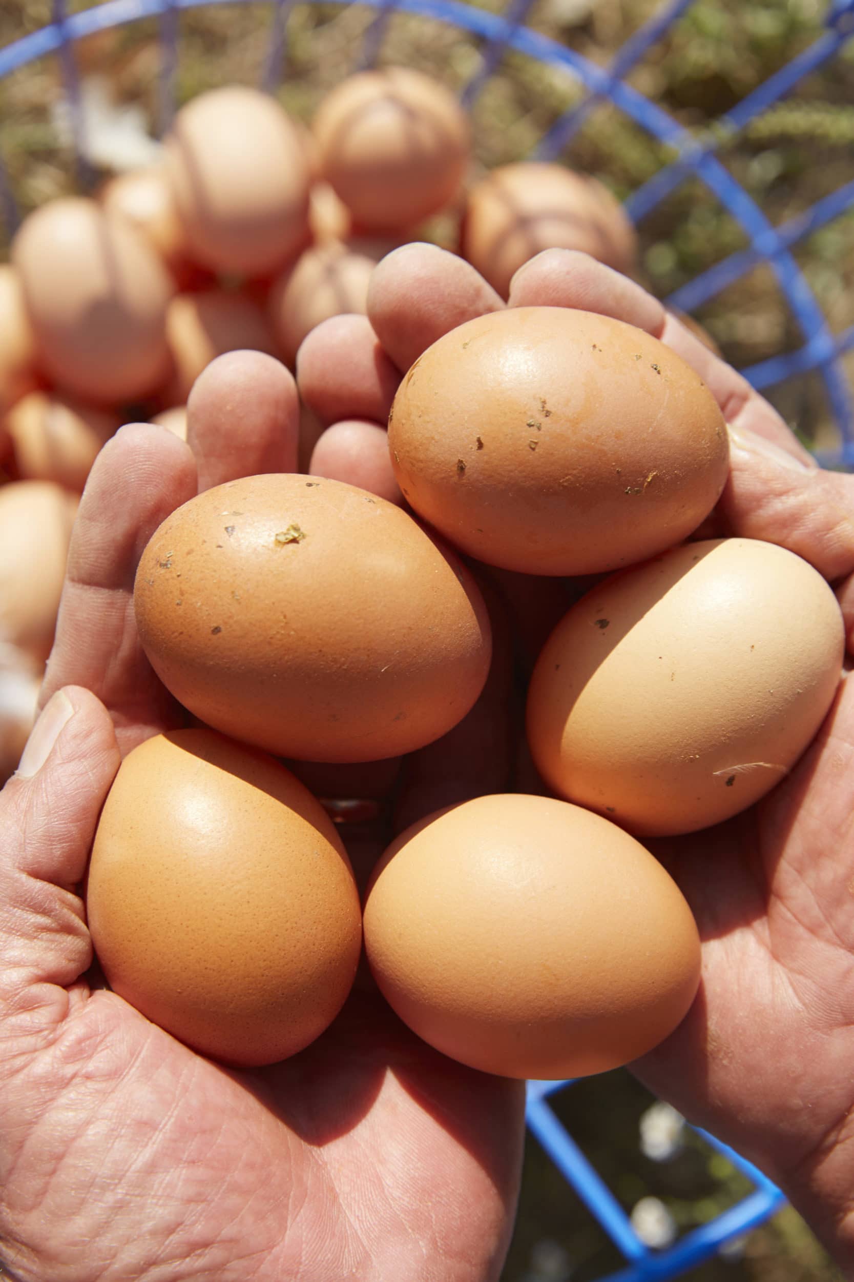 free range eggs-HelloFresh-farmer-happy-egg-co