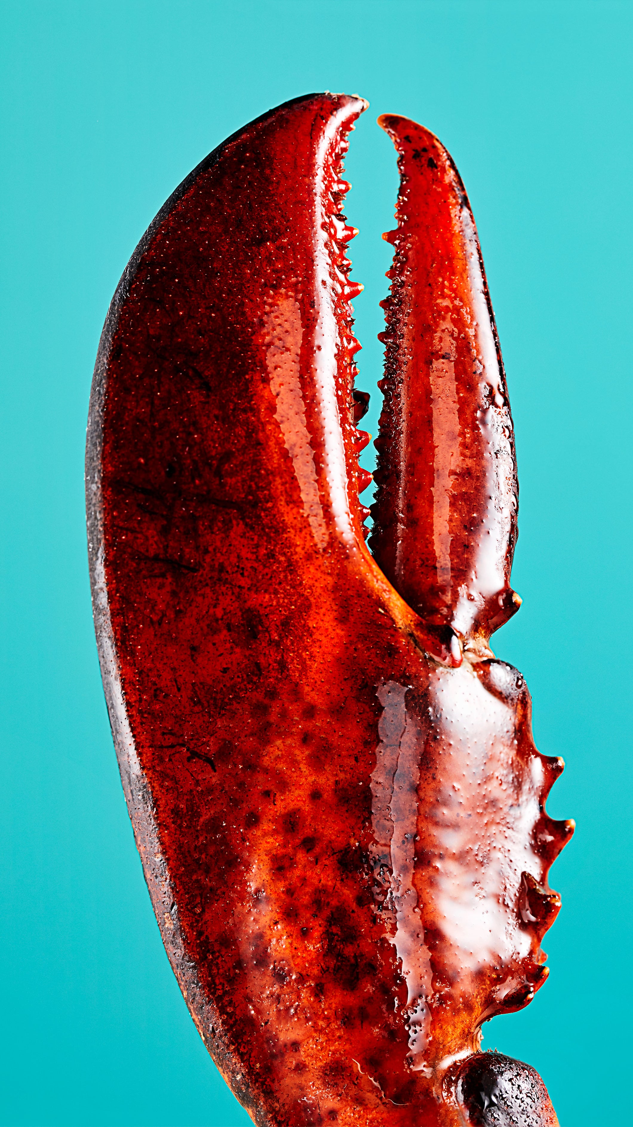 Lobster Roll Claw